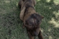 Rescataron a un perro en estado crítico en Chimbas y solicitan ayuda urgente