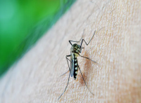 Brasil en alerta por el dengue: más de 3.000 muertes