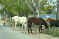 Tras el choque que se cobró la vida de una persona, se entrego el dueño del caballo