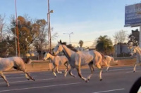 Cerca de 30 caballos sueltos aparecieron galopando en plena Panamericana