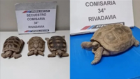 Lograron recuperar 10 tortugas de las 15 robadas