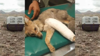 Un zorro gris volvió a su hábitat luego de ser rescatado 