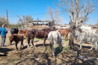 Operativo en Chimbas: encuentran caballos faenados y aves enjauladas, dos sujetos fueron detenidos