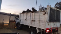 Denunciaron el robo de caballos en una villa de Chimbas a punto de ser faenados