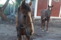 Detienen a un hombre en Albardón que tiraba en la calle caballos desnutridos y lastimados