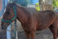 Un sanjuanino pasará 20 años preso por robar y faenar caballos