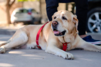 Microchip para perros: una medida de seguridad gratuita para los vecinos de Capital