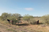 Capturan animales sueltos en Ruta 20 y detienen a un prófugo