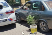 La Policía detuvo a cinco personas que tenían una planta de marihuana en su vehículo