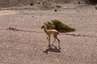 Rescatan a una cría de guanaco en San Juan gracias a la alerta de un camionero