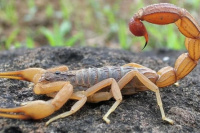 Recomendaciones ante la picadura de alacranes