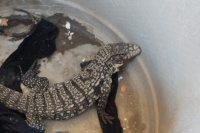 En Chimbas: una mujer encontró un lagarto en su vivienda 