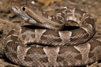 Hallaron una serpiente de un metro en una vivienda de Santa Lucía