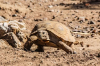 Descubren una nueva especie de parásito en tortugas de San Juan y es un gran avance para su conservación