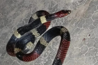 En Albardón: encontraron una serpiente en una plaza y causó mucho temor