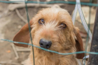 Denunciaron a un hombre por zoofilia: abusaba de su perro