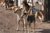 Una mujer sufrió un ataque de perros callejeros en Albardón y terminó internada